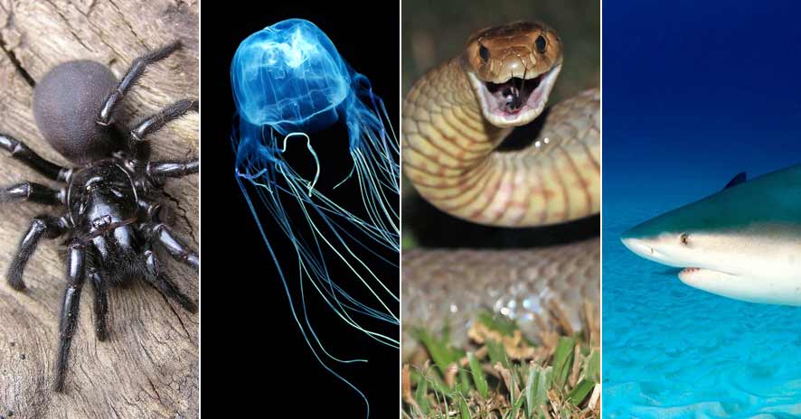 7 dangerous animals to avoid in Australia - FinGlobal