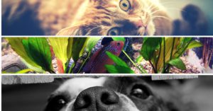 International-pet-relocation-rules