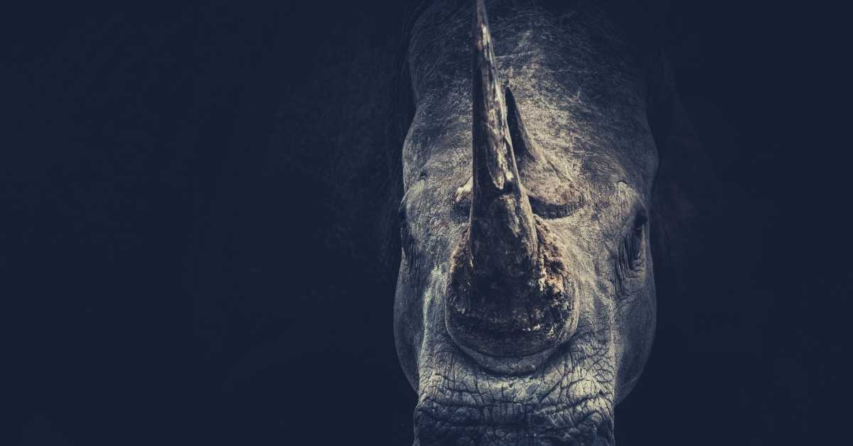 rhino-poaching-continues-south-africa