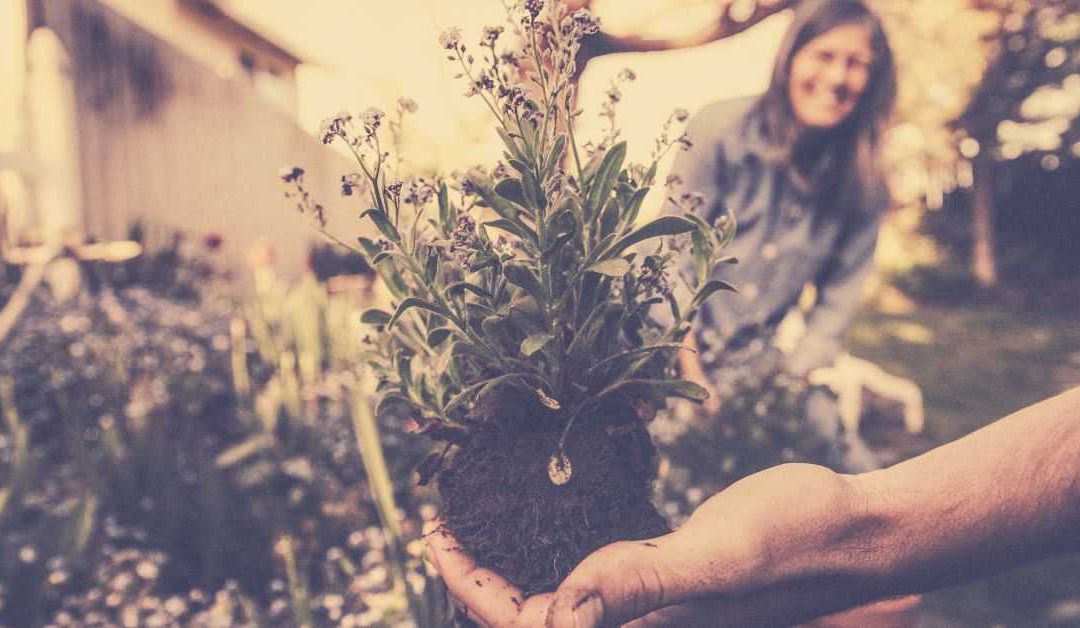 Want to step up your gardening? You need to read this first