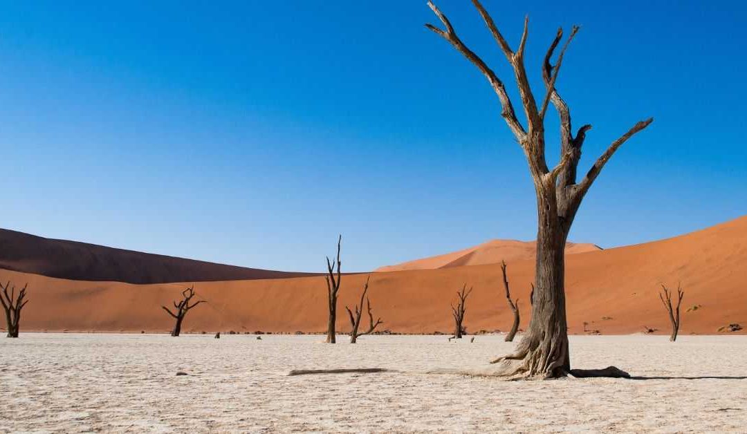 8 days in the Namib desert