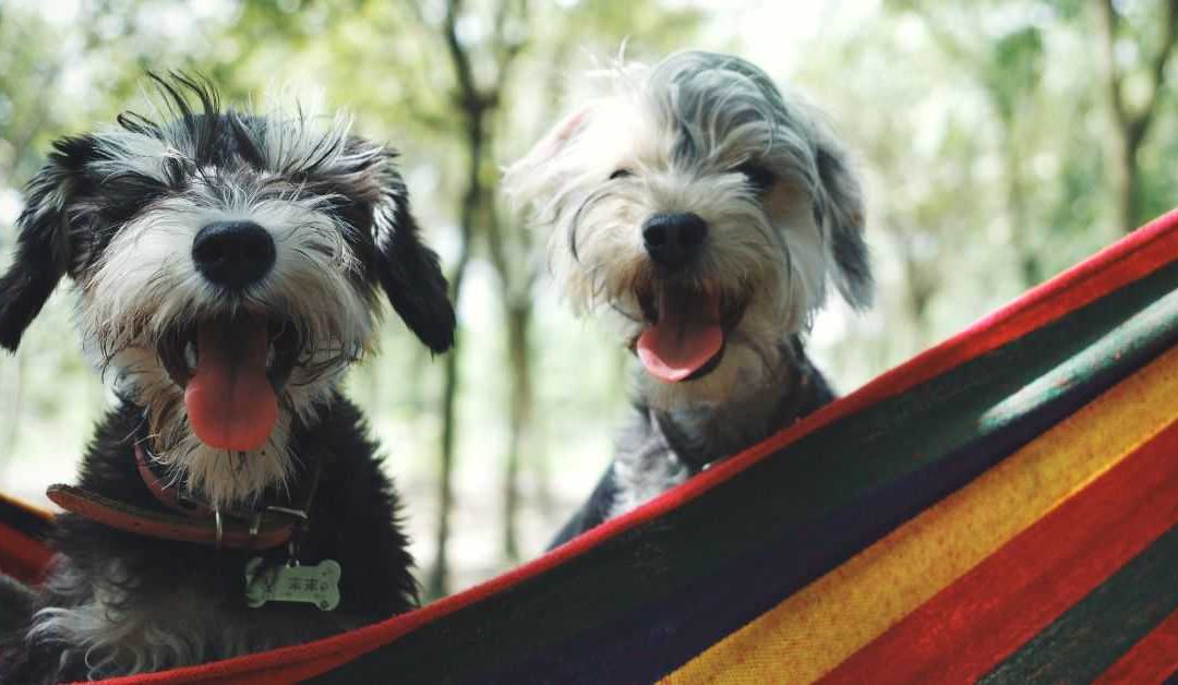 african hypoallergenic dog