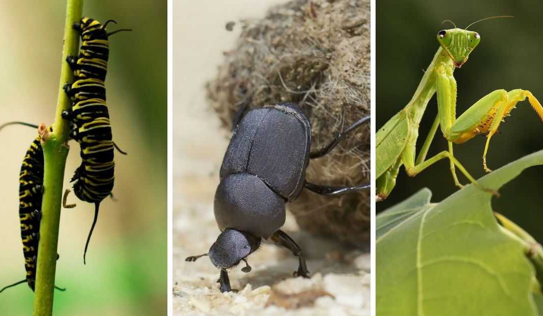 Word Power: How well do you know your insects?