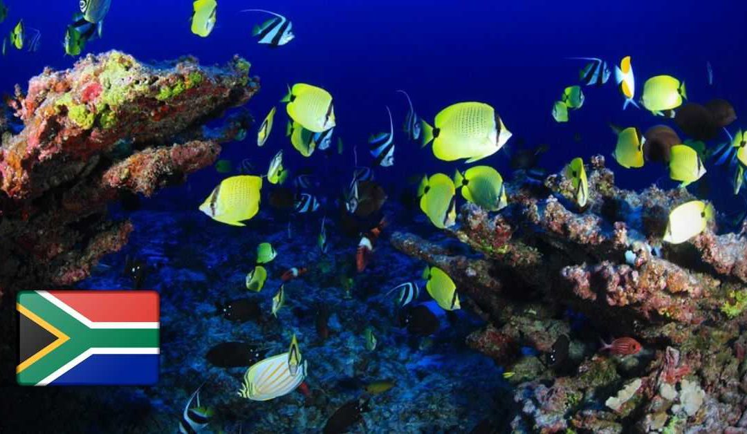 Global Climate Award Goes To South African Ocean Conservation Organisation, I AM WATER
