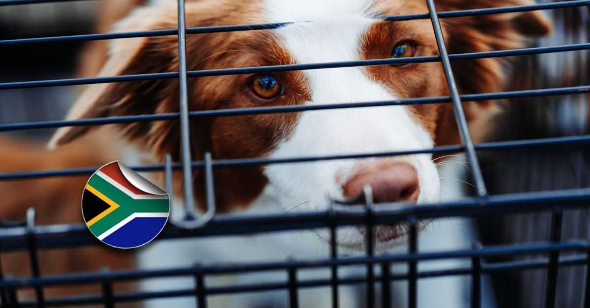 pet-immigration-to-australia-from-south-africa