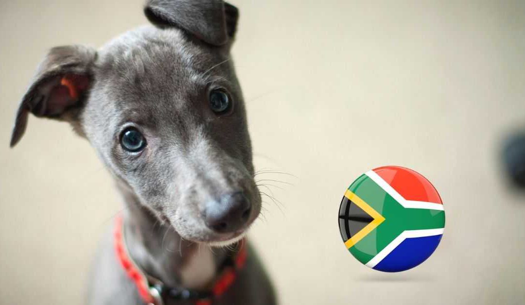 Jock of the Bushveld & Puppy Day